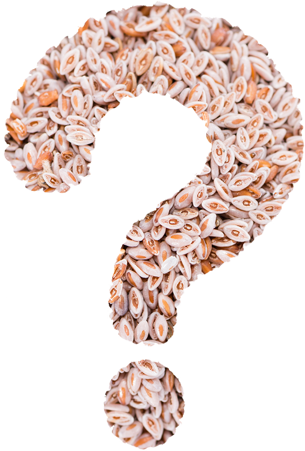 faq-area